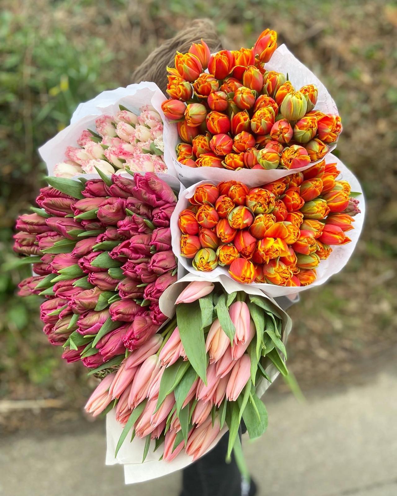 An Armful of Mixed British Tulips