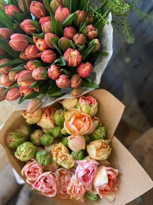 An Armful of Mixed British Tulips