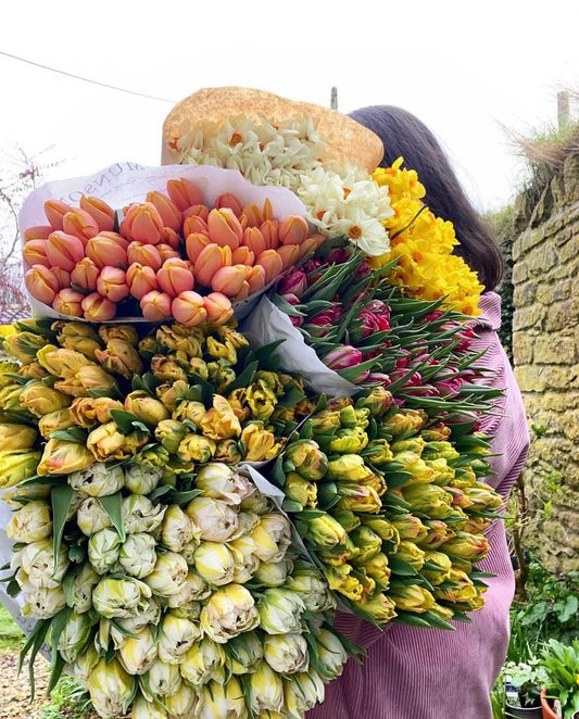 An Armful of Mixed British Tulips