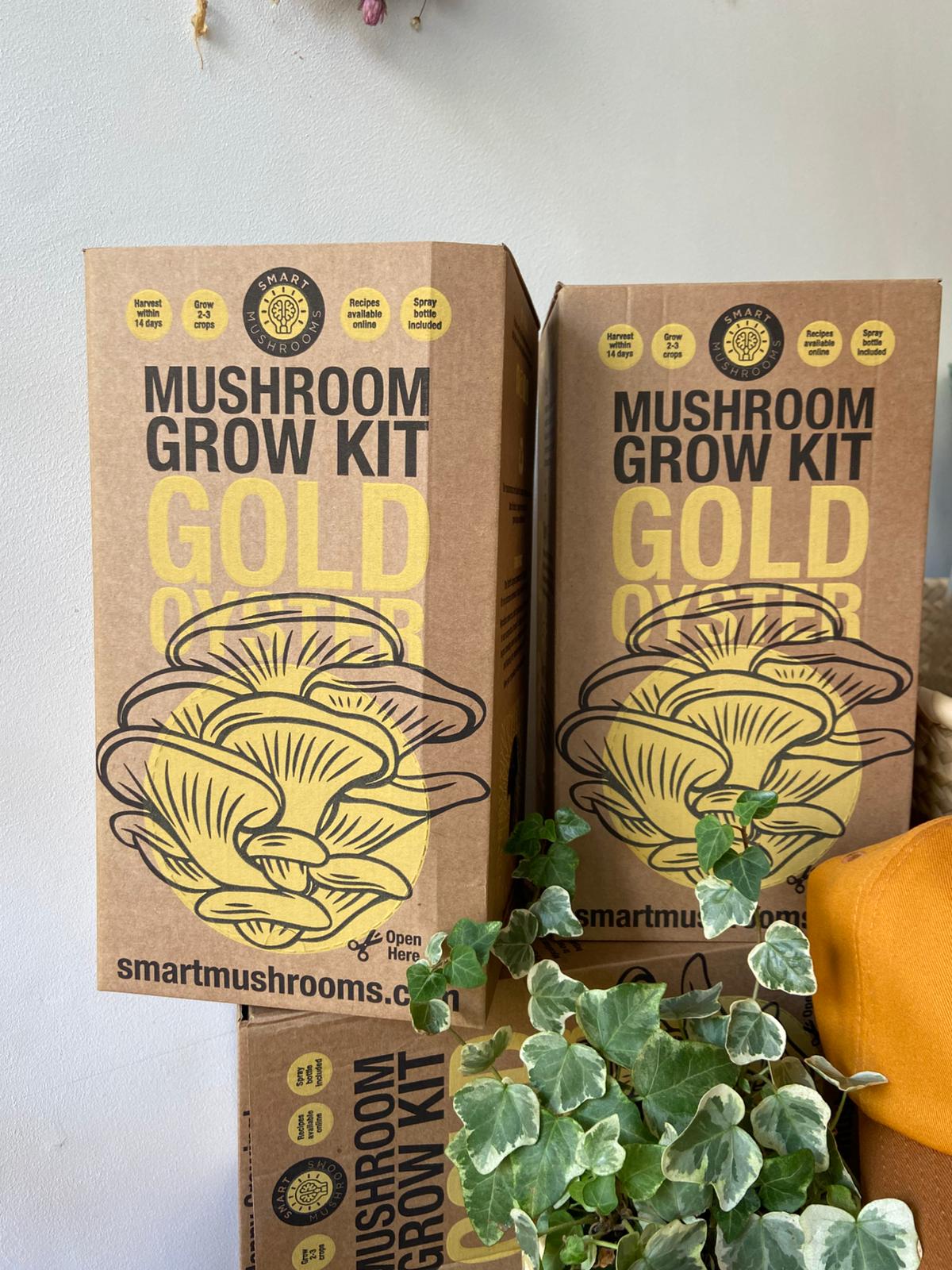 Grow Your Own Oyster Mushroom Kit, Blue & Gold