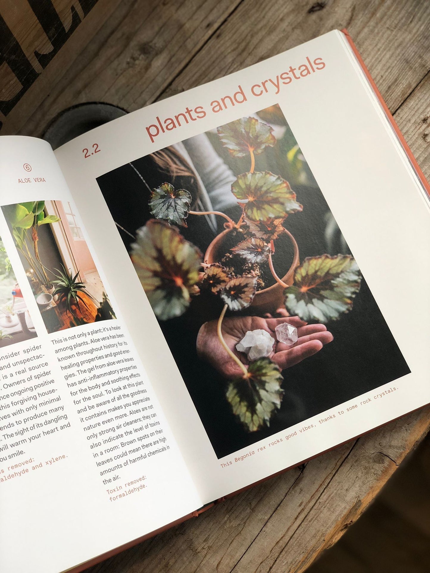 Plant Tribe: Living Happily Ever After with Plants