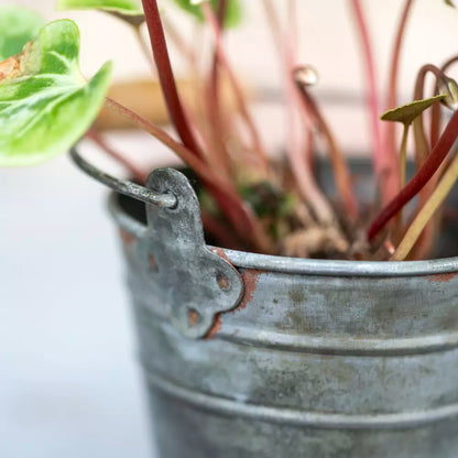 Zinc Mini Bucket Planter with Wooden Handle