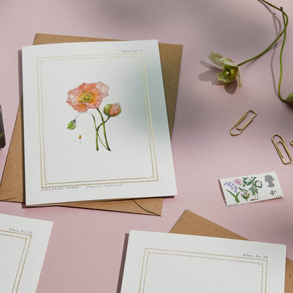 Icelandic Poppy Blank Greetings Card