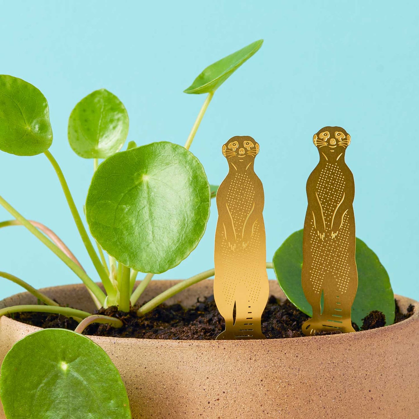 House Plant Animal - Meerkat