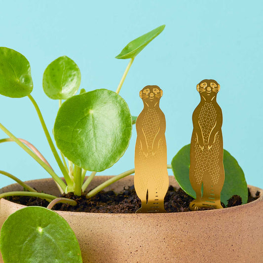 House Plant Animal - Meerkat