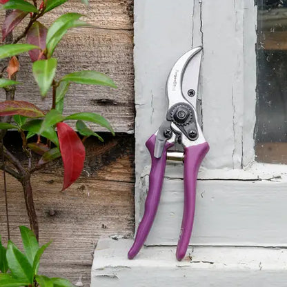 RHS Gift Boxed Secateurs Asteraceae