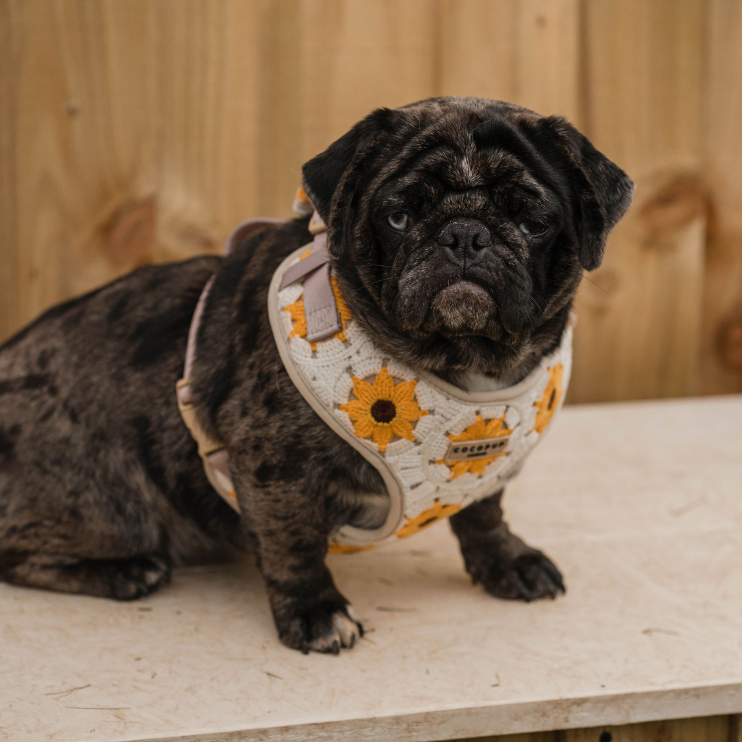 Sunflower Patch Adjustable Neck Harness