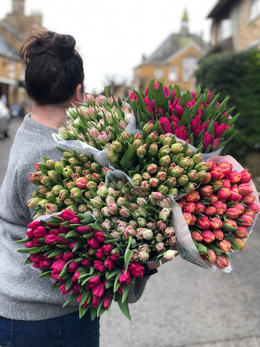 An Armful of Mixed British Tulips