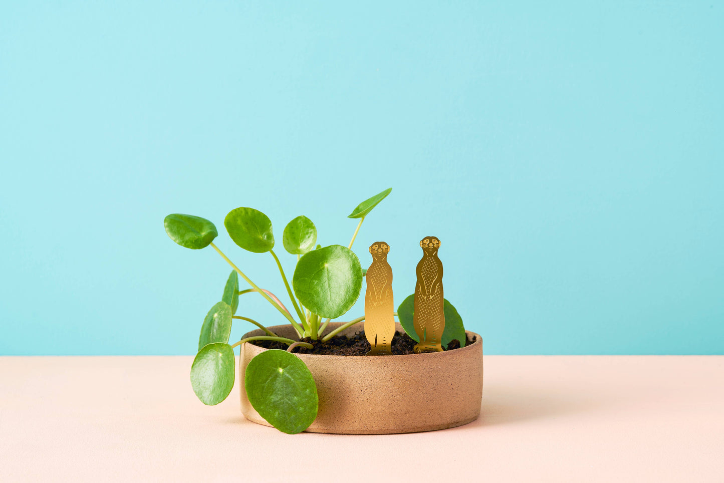 House Plant Animal - Meerkat