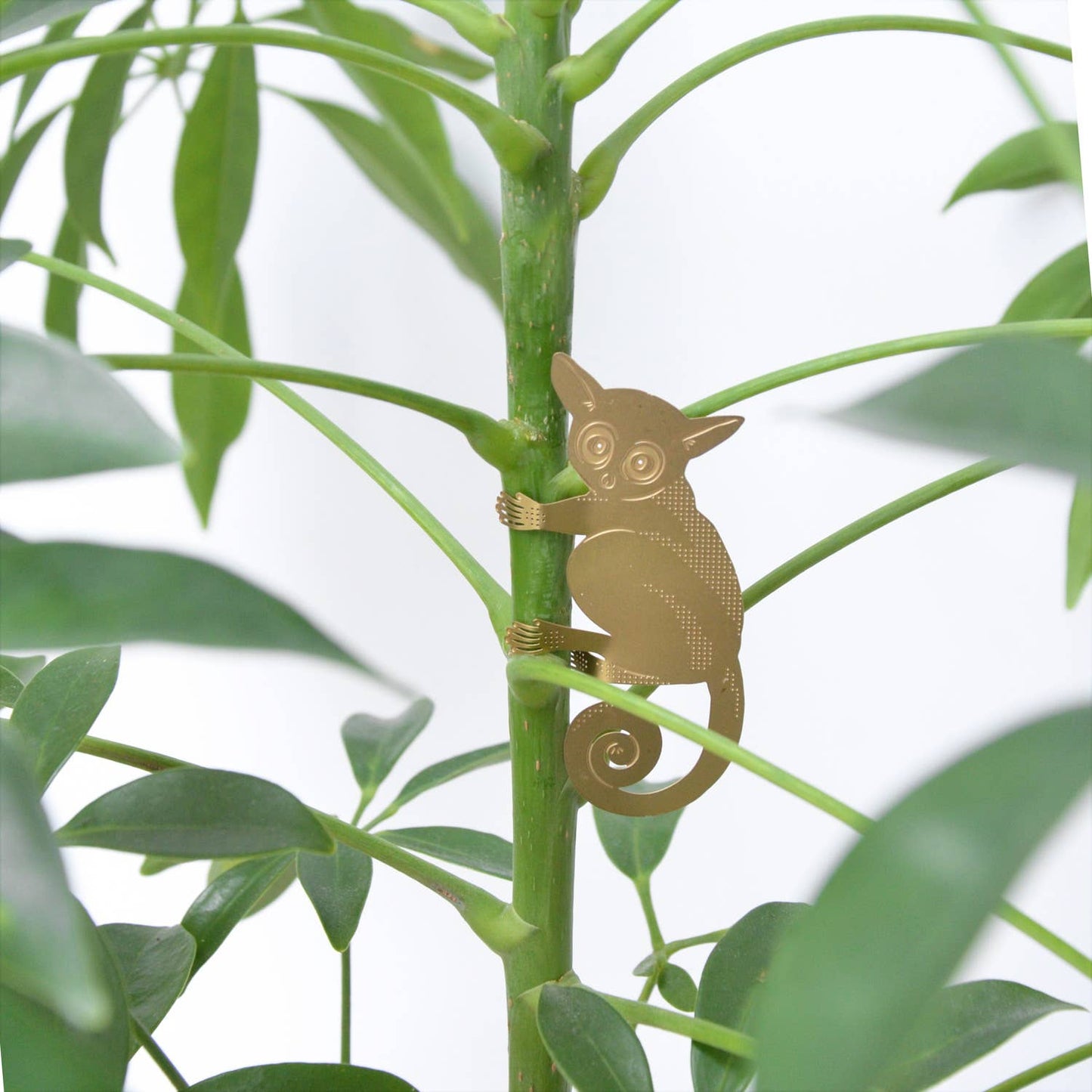 House Plant Animal - Bush Baby