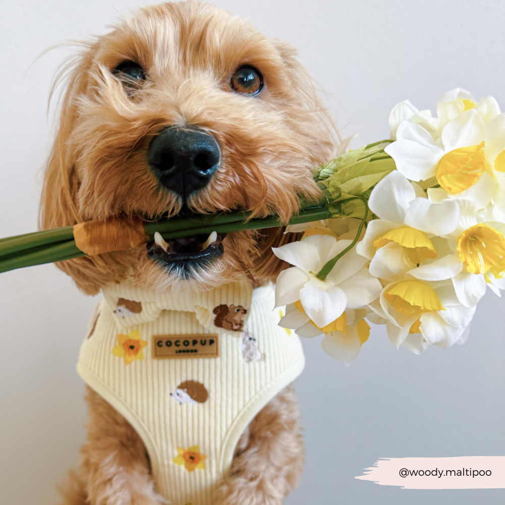 Embroidered Spring Animals Woodland Walkies Adjustable Neck Dog Harness - Cocopup