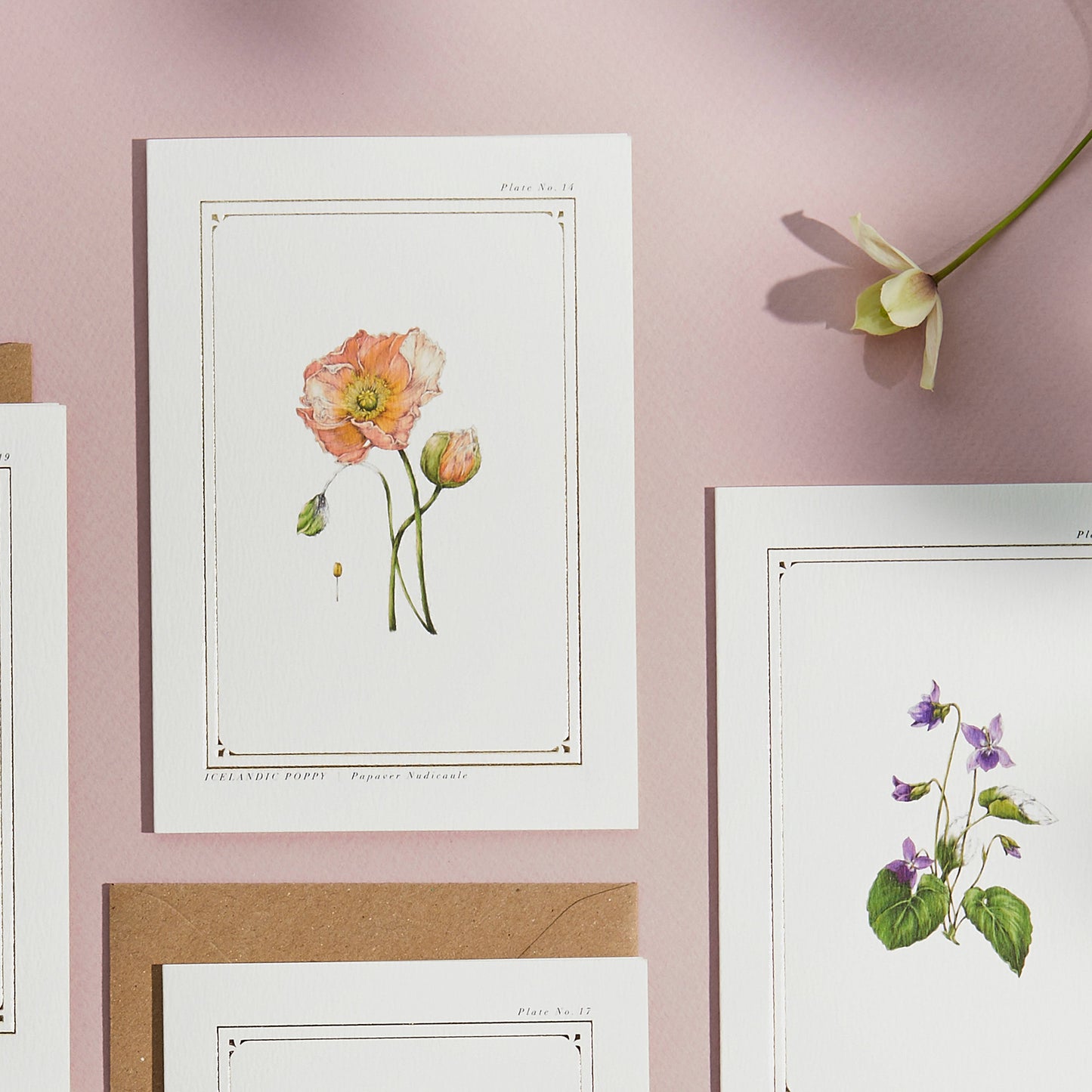 Icelandic Poppy Blank Greetings Card