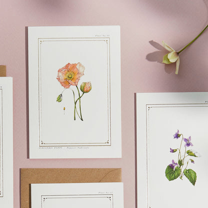 Icelandic Poppy Blank Greetings Card