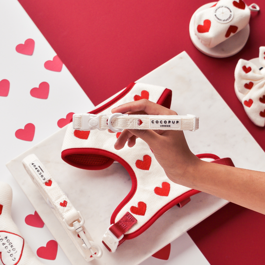 Love Hearts Hugs & Knitted Dog Collar - Cocopup