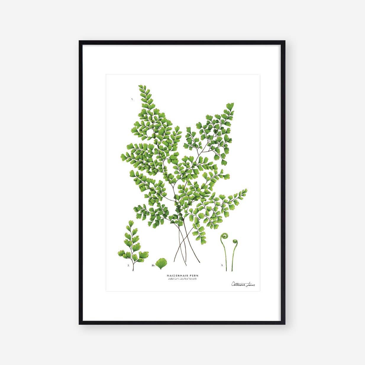 Maidenhair Fern- Art Print