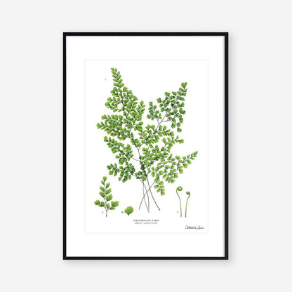 Maidenhair Fern- Art Print