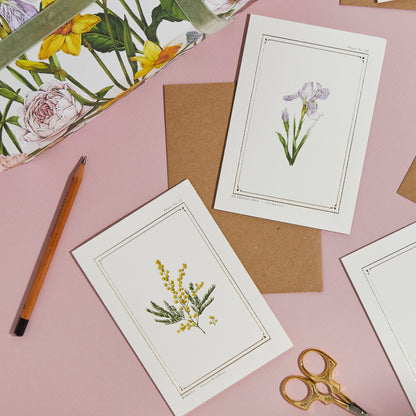 Mimosa Botanist Card