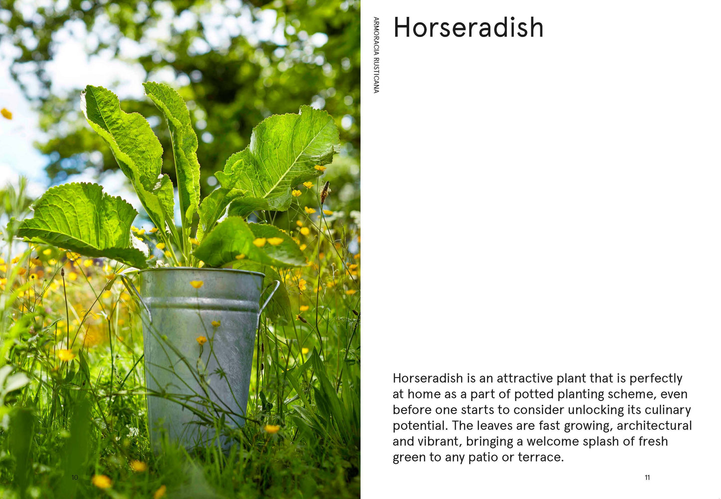 The Flowerpot Forager: An Easy Guide to Growing Wild Food at Home