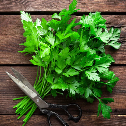 Piccolo Seeds Gift Box - Kitchen Herbs
